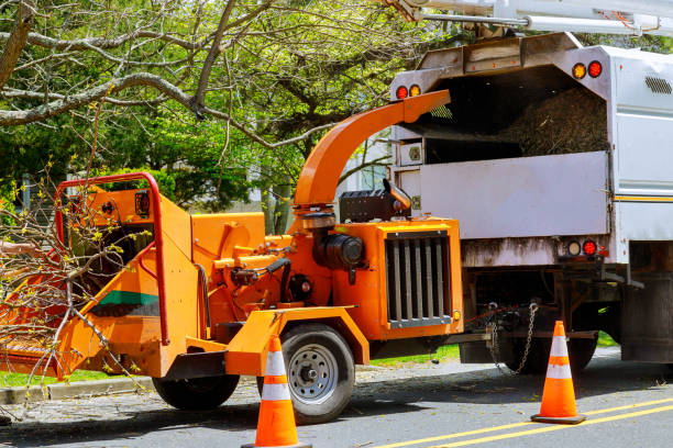 How Our Tree Care Process Works  in Gardena, CA